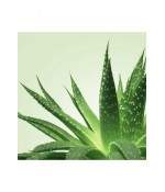 Sextoys, sexshop, loveshop, lingerie sexy : Massage Nuru : Mixgliss - Gel de massage nuru aloe vera 1L
